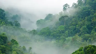 Photo of a rainforest 